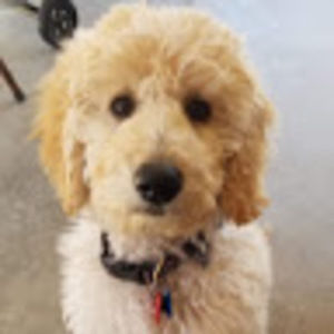 Meet your Posher, Abi